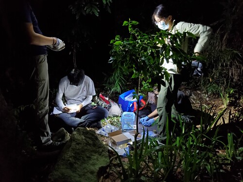 The team working in the field, taking measurements and photographs of a tokay gecko. Credits to Tsz Chun SO.